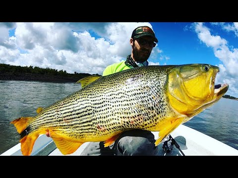 Goudkoorts met power – Golden dorado in Argentinië