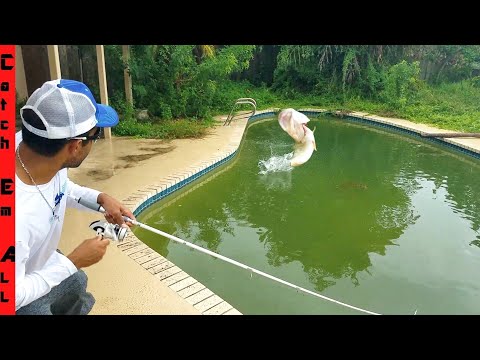 Bass in verlaten zwembad