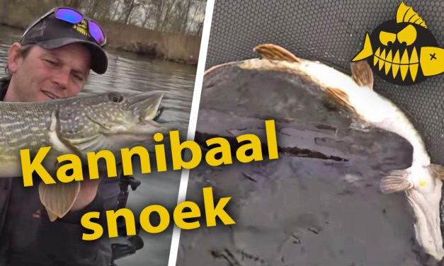 ***Roofmeister VIDEO*** Kannibalistische metersnoek pakt kleinere snoek – Een dag met jerkbaits