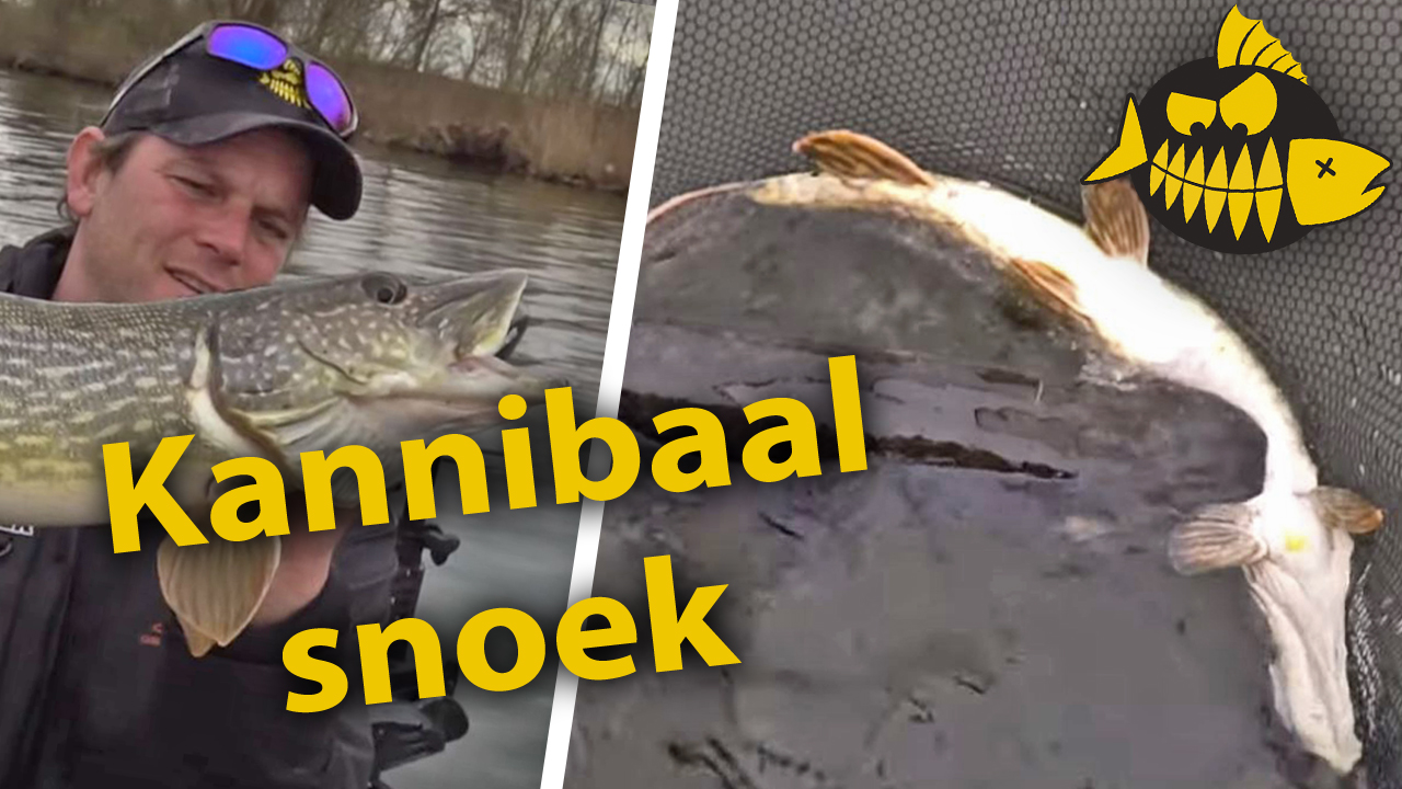***Roofmeister VIDEO*** Kannibalistische metersnoek pakt kleinere snoek – Een dag met jerkbaits