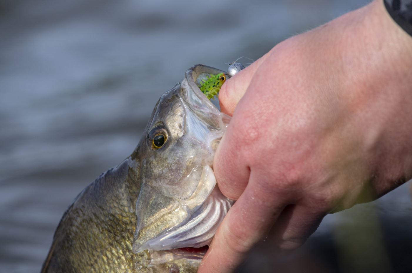 Nieuwe screw-in-jigheads & Jointed Pro Shads