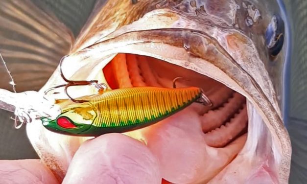 Met twitchbaits de dressuur doorbreken – Nories van Baitnation