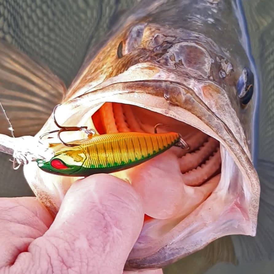 Met twitchbaits de dressuur doorbreken – Nories van Baitnation