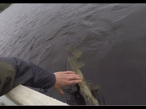 Metersnoek grijpt snoekbaars