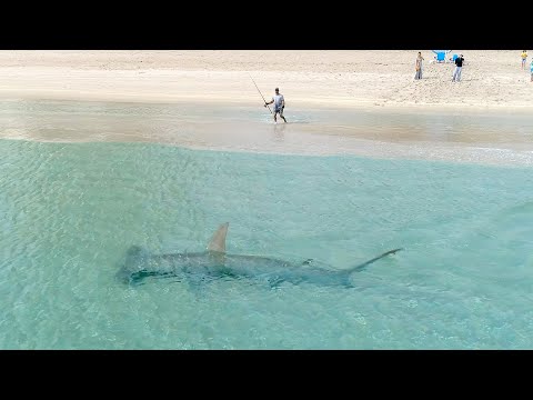Mega hamerhaai jaagt op blacktips