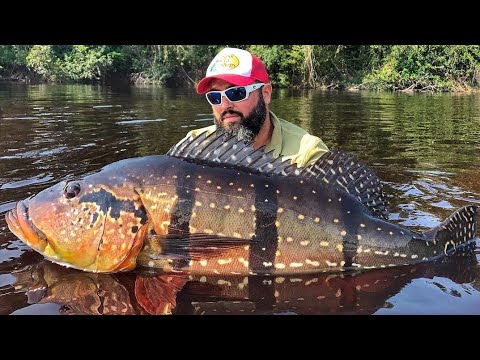 Extreem grote peacock bass