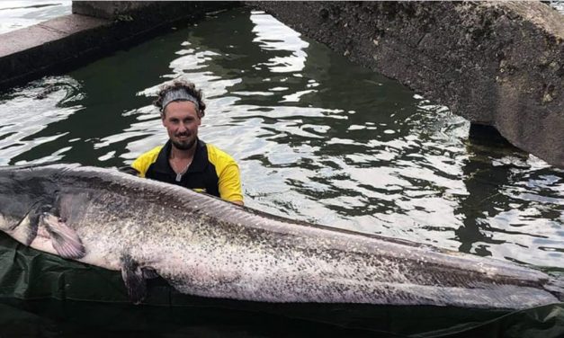Mega meerval down town Parijs – Seine monster van 2,43 meter