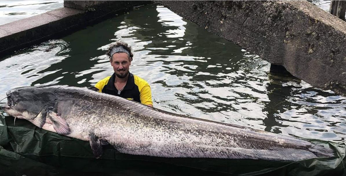 Mega meerval down town Parijs – Seine monster van 2,43 meter