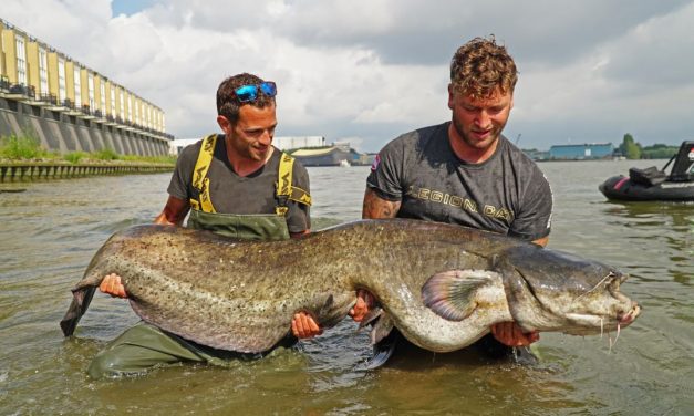 Roofmeister Inside – Ruim 40 actuele vangstfoto’s & Rotterdams Maasmonster van 218 cm!