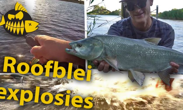 ***Roofmeister VIDEO*** Roofblei explosies – Aspius crack Thijs Acker met tips & tricks