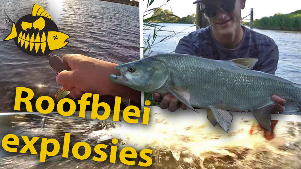 ***Roofmeister VIDEO*** Roofblei explosies – Aspius crack Thijs Acker met tips & tricks