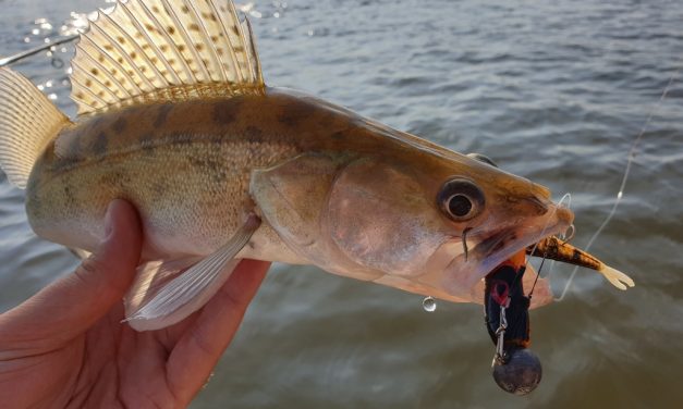 Tackle Meister Review – Rozemeijer Little Belly Splash + Forky Tail – Een kleine veel vanger