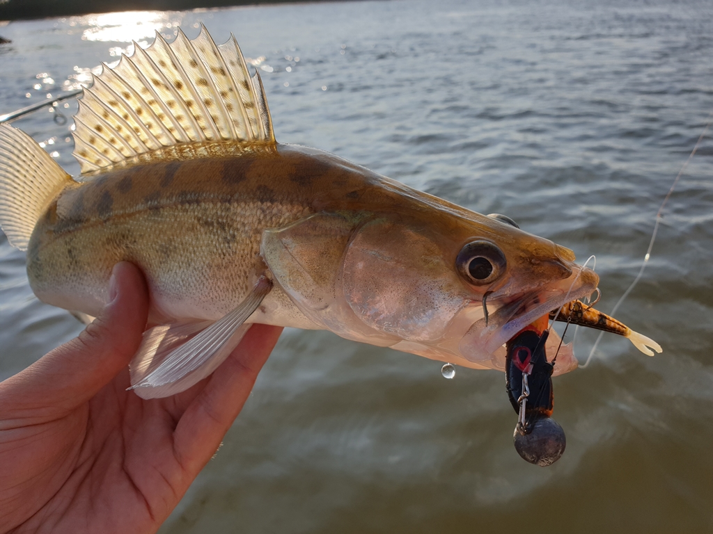 Tackle Meister Review – Rozemeijer Little Belly Splash + Forky Tail – Een kleine veel vanger