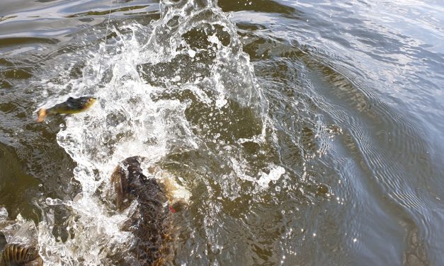 Tackle Meister Review – Savage Gear 4D Pulse Tail Trout – Ideaal voor de kantvisser