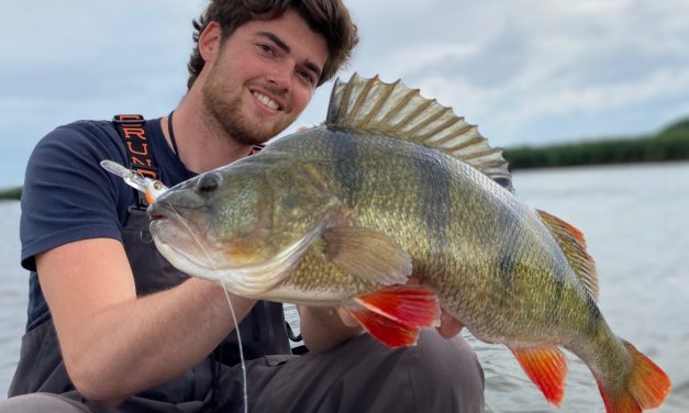 Tackle Meister Review – Westin Buzzbite – 50 cm baars als proefkonijn!