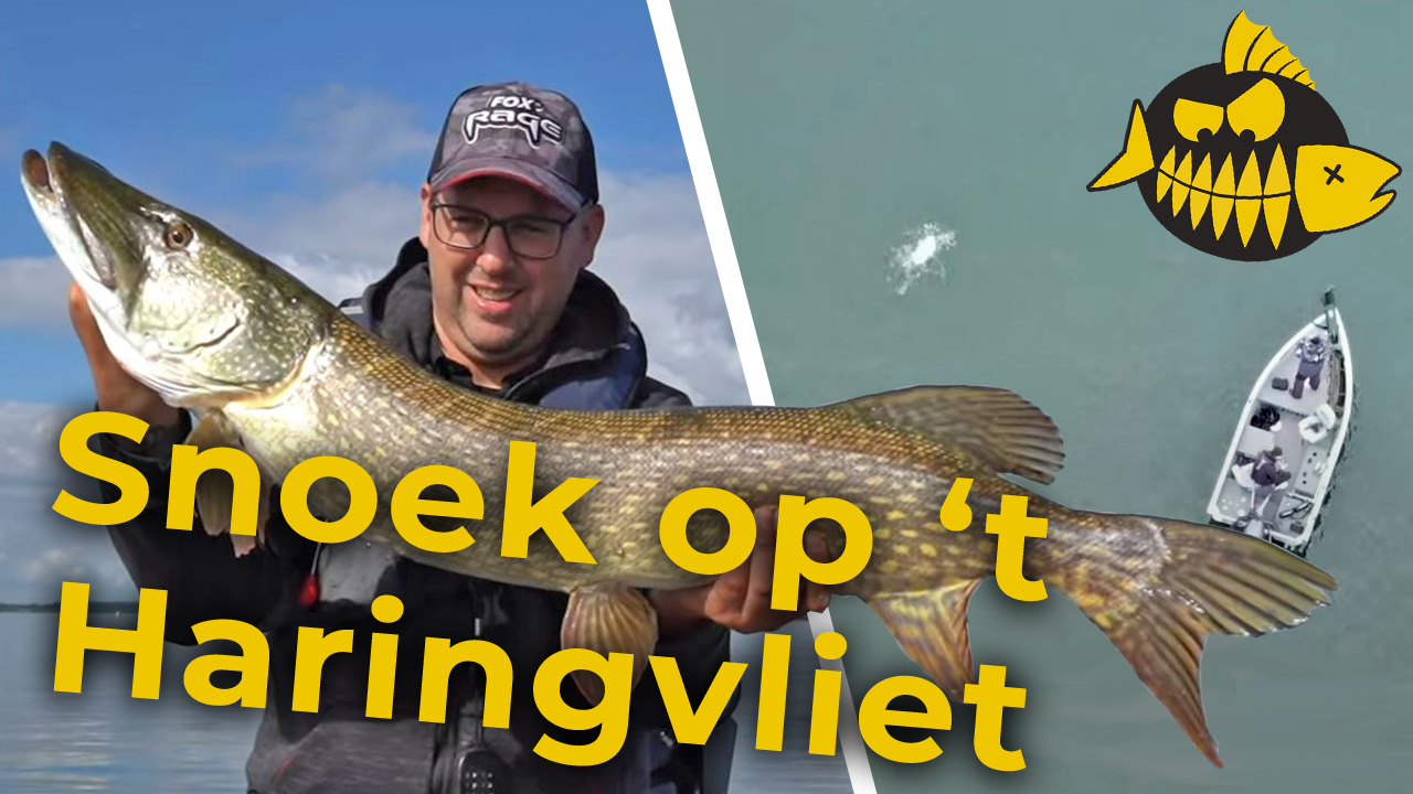***Roofmeister VIDEO*** Metersnoek op ’t Haringvliet & aanbeten op drone