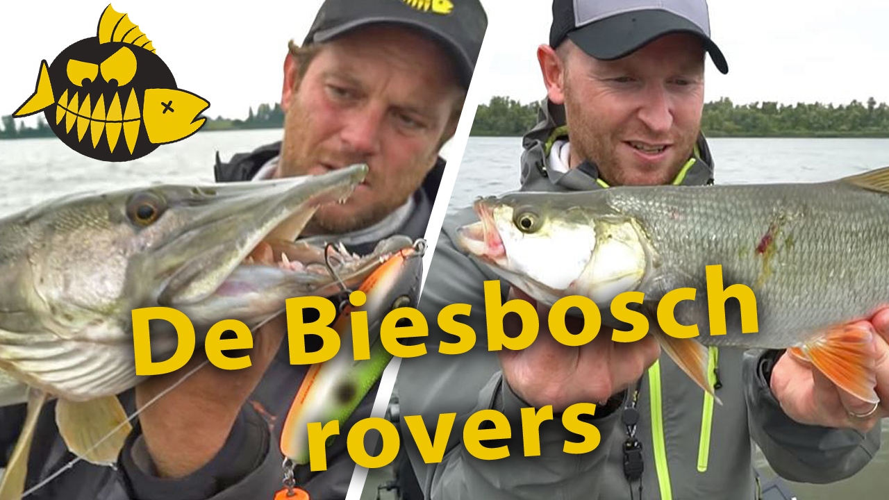 ***Roofmeister VIDEO*** Snoek VS roofblei op de Amer in de Biesbosch