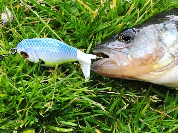 Wie durft er met oppervlakte kunstaas te vissen? De Whopper Plopper 60