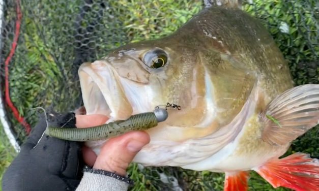 Speciale Ned rig softbait & hengels met massieve toppen