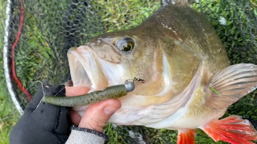 Speciale Ned rig softbait & hengels met massieve toppen