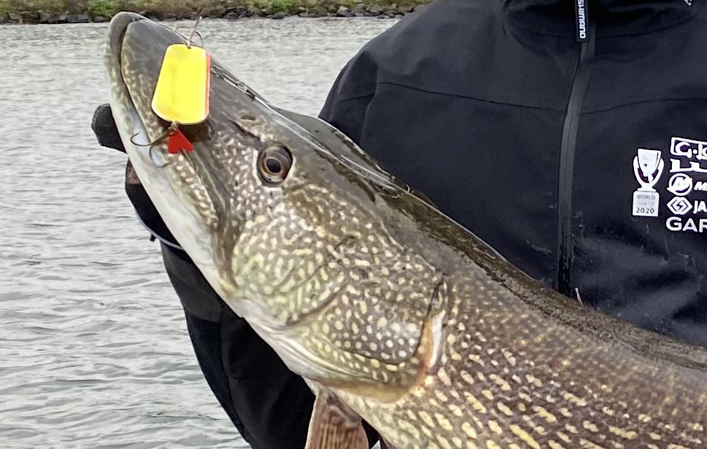 Mega snoek van 134 cm op een lepel – Bertus Rozemeijer op een roze wolk