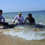 Jaws vanaf het strand – Interview met extreem grote vissen vanger