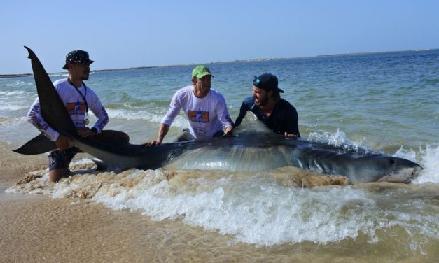 Jaws vanaf het strand – Interview met extreem grote vissen vanger