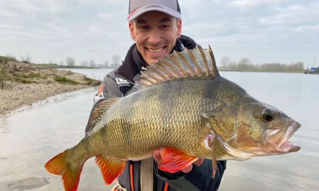 De eerste stappen met de Carolina rig – 51 cm baars bij worp 3