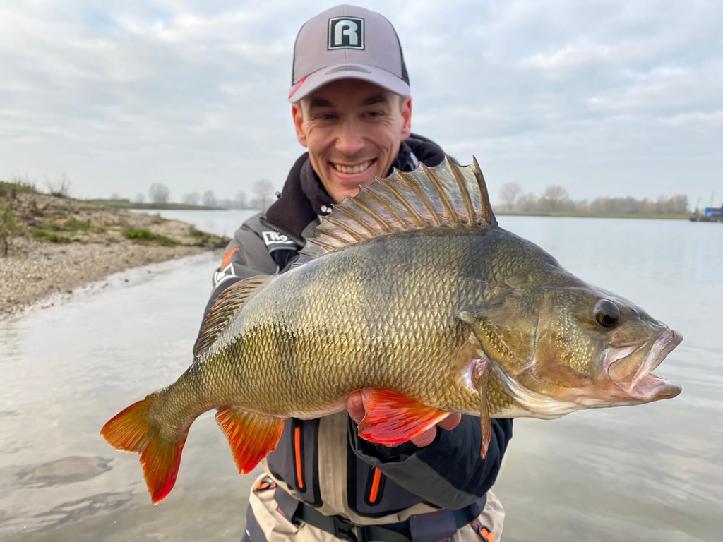 De eerste stappen met de Carolina rig – 51 cm baars bij worp 3