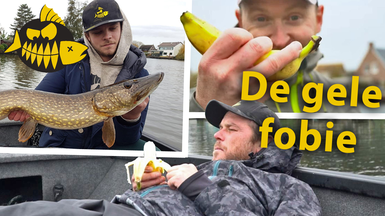 ***Roofmeister VIDEO*** Het bananen effect – Brengen ze echt ongeluk?