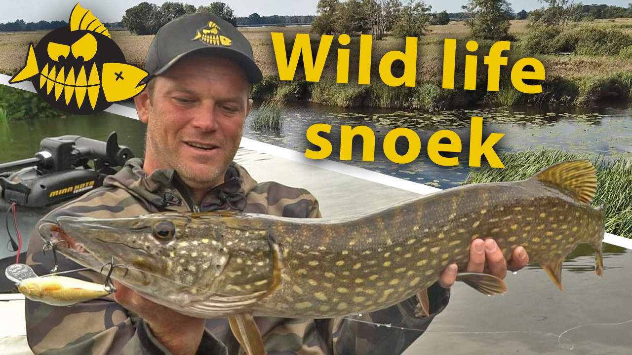 ***Roofmeister VIDEO*** De mooiste natuur van Nederland? Wild life snoek