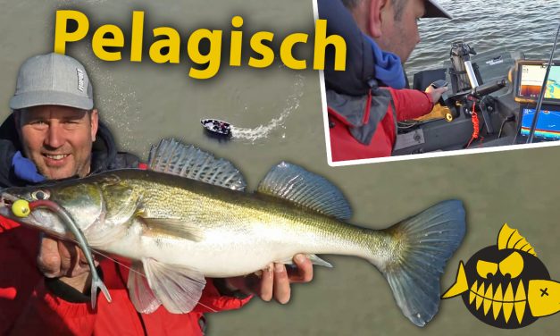 ***Roofmeister VIDEO*** Pelagisch op grote snoekbaars – Kastelen van het Hollands Diep