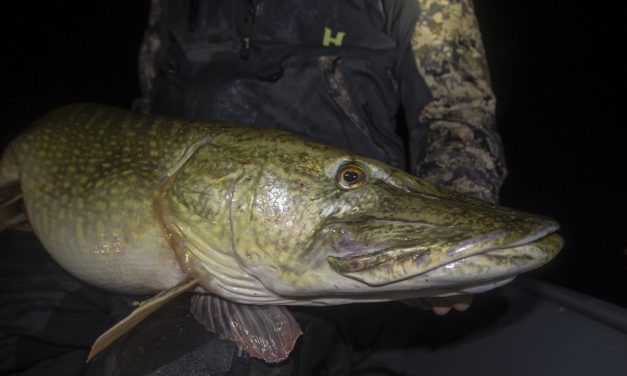 ***Breaking catch*** Persoonlijk record snoek voor Torenbeek –  133 cm Esox!