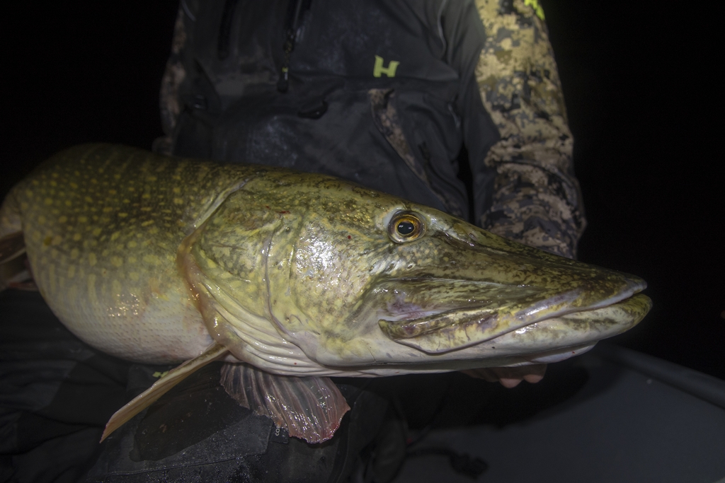 ***Breaking catch*** Persoonlijk record snoek voor Torenbeek –  133 cm Esox!