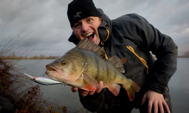 De top 4 Rapala twitchbaits van PB Broeckx voor grote baars