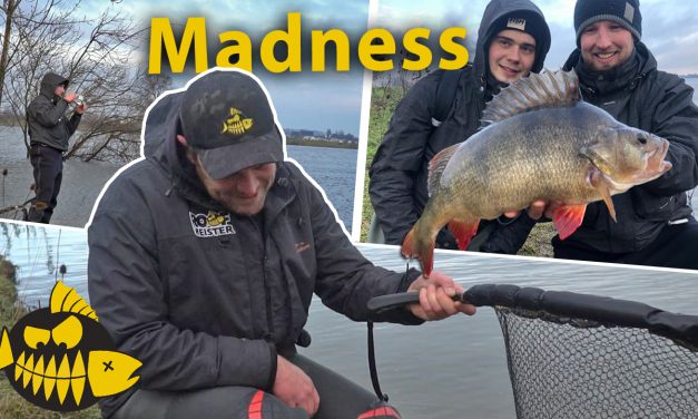 Twee winterbaarzen van 53 cm –  Waanzin met de Ned rig en jigkop