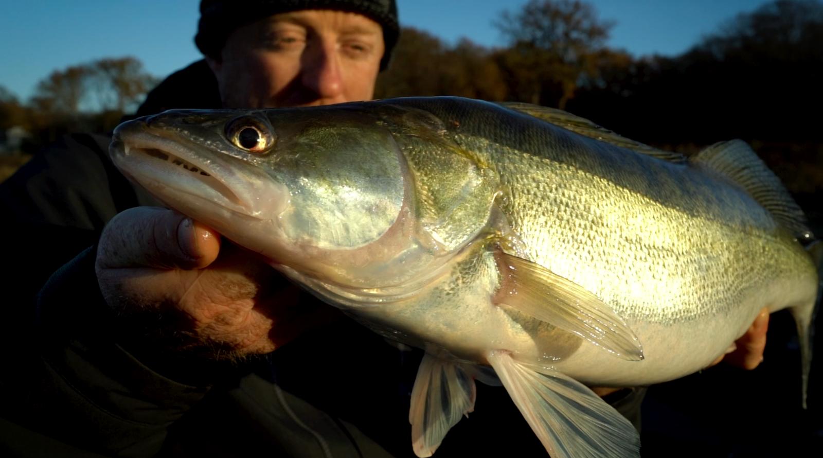 Een ANDERE manier van werpen met shads op snoekbaars