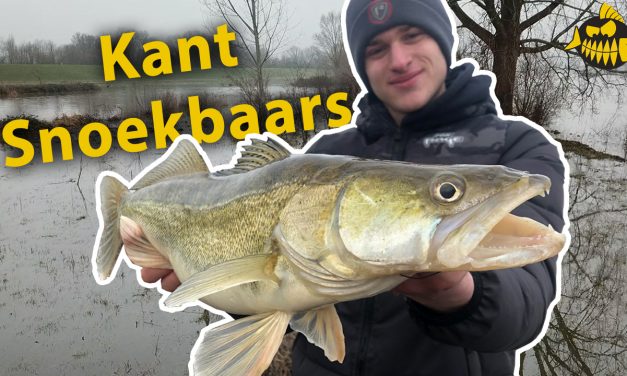***Roofmeister VIDEO*** Kantvissen op snoekbaars op de ondieptes met hoog water