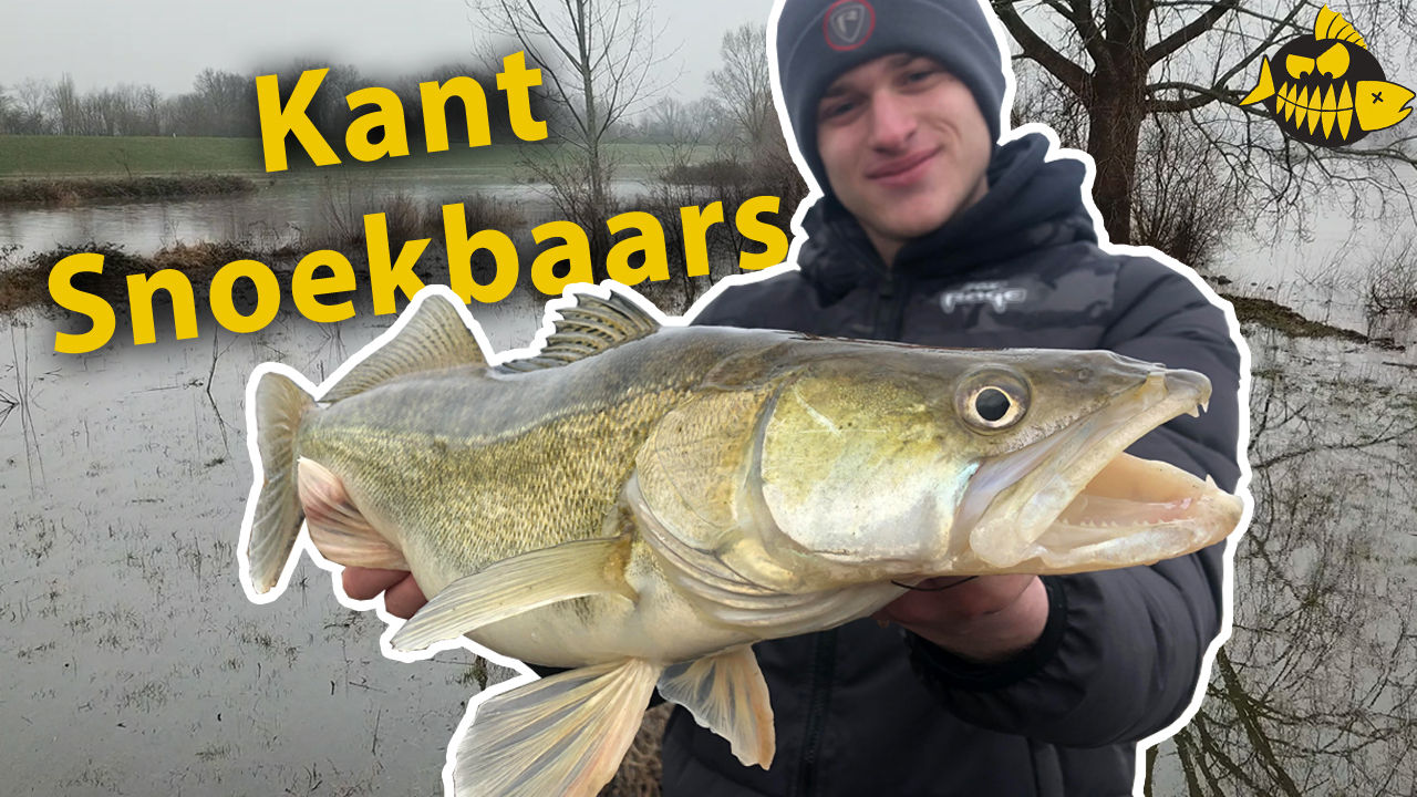 ***Roofmeister VIDEO*** Kantvissen op snoekbaars op de ondieptes met hoog water