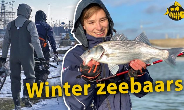 ***Roofmeister VIDEO*** Zeebaars in de winter – Succesvolle techniek voor koude stekels