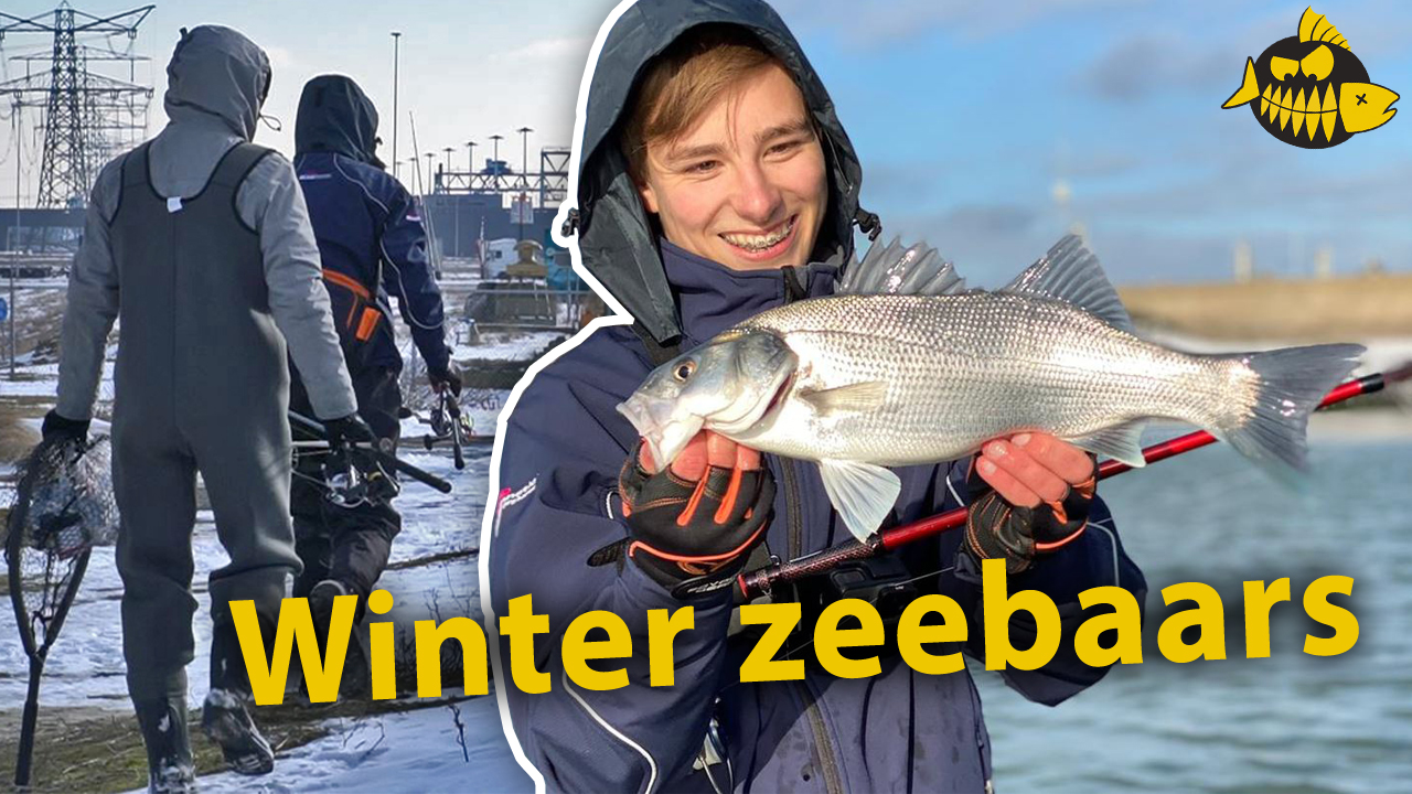 ***Roofmeister VIDEO*** Zeebaars in de winter – Succesvolle techniek voor koude stekels