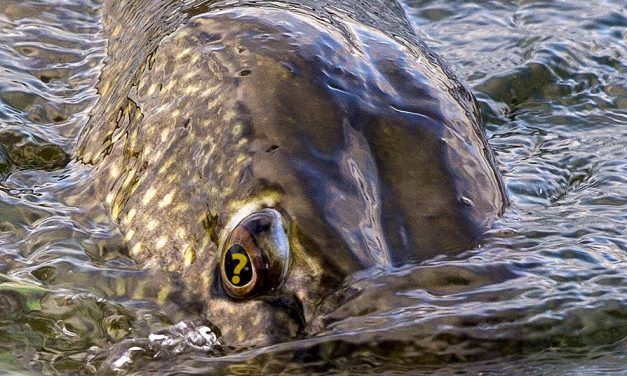 In MAART mag je gewoon op snoek vissen – Vragen over de gesloten tijd