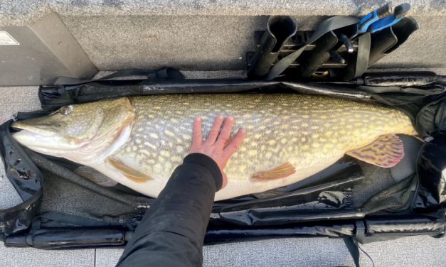 ***BREAKING CATCH*** Megasnoek van 20,59 kg voor de Nederlands record houder