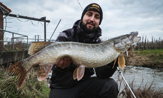 Strike King in de Benelux – Shads met koffie smaak en spinnerbaits op topsnelheid