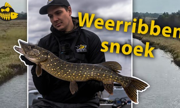 Voorjaarssnoek op de Weerribben met Joost Spraakman