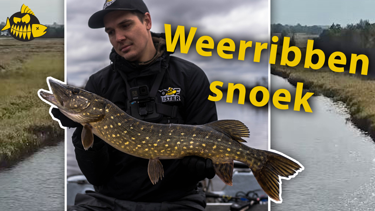 Voorjaarssnoek op de Weerribben met Joost Spraakman