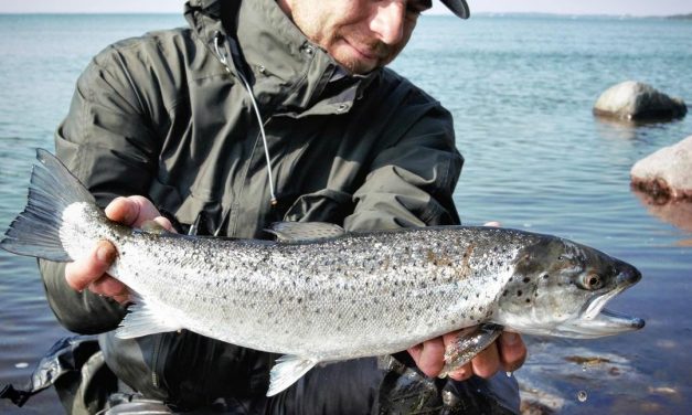 5 Tips voor het vissen op zeeforel!