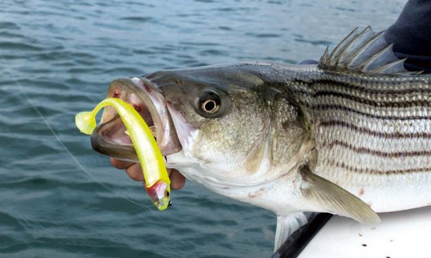 Spinnerbaits, weedless shads & de mystery box!