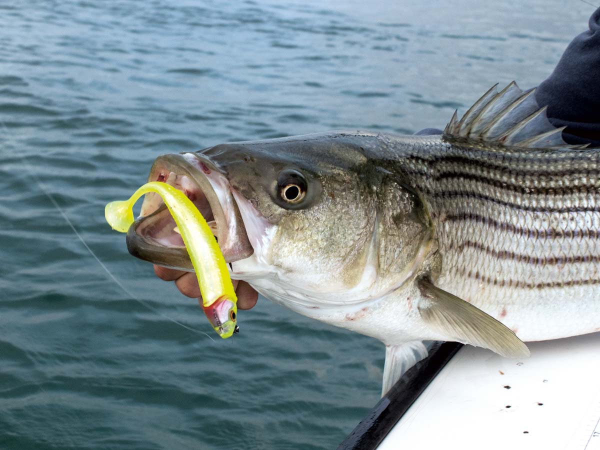 Spinnerbaits, weedless shads & de mystery box!