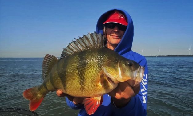 Vis jij al met crankbaits? Bekijk deze set van Daiwa!